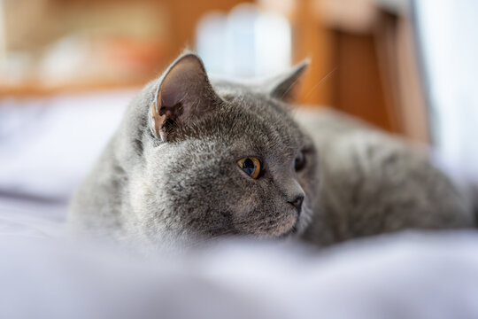 Cute fat British shorthair blue cat lying lazily on the bed - Powered by Adobe