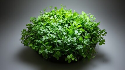 Obraz premium A beautiful botanical illustration of indoor plants.