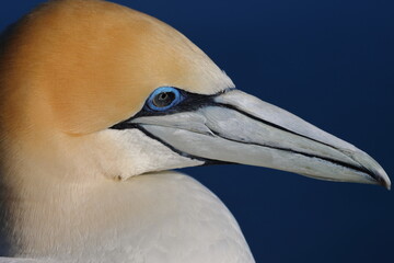 gannet portrait