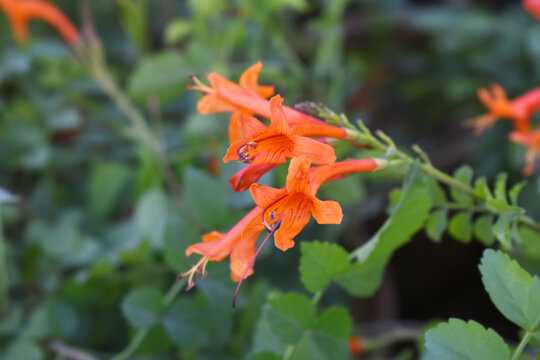 red tecoma flower, Tecoma Stans flowering perennial shrub in Trumpet Vine family, Bignoniaceae also names Red trumpet bush, Red bells flower, Red tecoma flowers with green leaves.