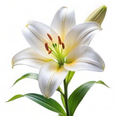 Fototapeta premium White lily isolated on white.