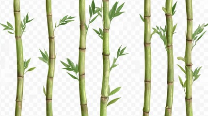 Lush Green Bamboo Stalks with Fresh Leaves on a Transparent Background