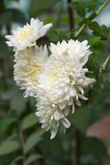 Beautiful white chrysanthemum flowers closeup in the winter garden, Close-up of Chrysanthemum flower, Field of the white Chrysanthemum, Beautiful white flower blooming in nature.