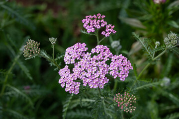 Pink and white yarrow flowers in full bloom on the background for spring and summer English country cottage garden for perennial and annual plants
