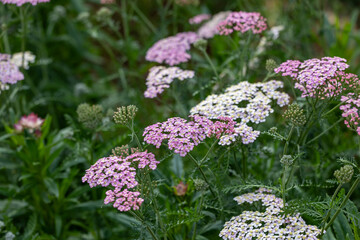 Pink and white yarrow flowers in full bloom on the background for spring and summer English country cottage garden for perennial and annual plants