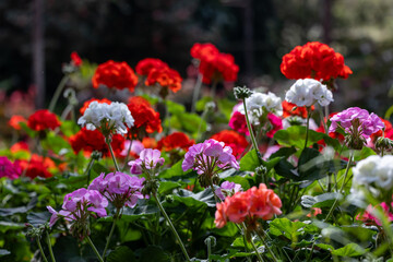 Obraz premium Pelargonium of geranium in full bloom on the background for spring and summer English country cottage garden for perennial and annual plants