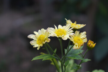 Obraz premium Beautiful Yellow chrysanthemum flowers closeup in the winter garden, Close-up of Chrysanthemum flower, Field of the Yellow Chrysanthemum, Beautiful Yellow flower blooming in nature