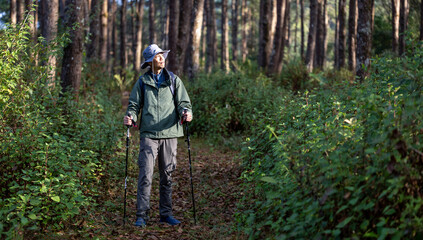 Obraz premium Asian hiker is using trekking pole while exploring in the pine forest for surveying and discovering the rare biological diversity and ecologist on the field study