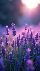 Obraz premium Glittering lavender mist on a mystical meadow, glow, meadow