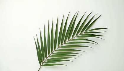 Obraz premium Minimalist Palm Frond on White Background with Clean Design
