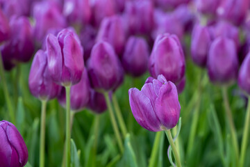 Purple tulip in full bloom in the field for spring and summer English country cottage garden for perennial and annual plants