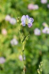 Asystasia gangetica or Chinese violet or Coromandel or Creeping foxglove flower, Light purple flower and buds of creeping foxglove. (Asystasia gangetica), Chinese violet's purple flower closeup