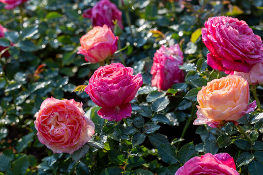 Wild pink roses in full bloom on the background for spring and summer English country cottage garden for perennial and annual plants - Powered by Adobe