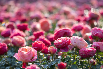 Wild pink roses in full bloom on the background for spring and summer English country cottage...