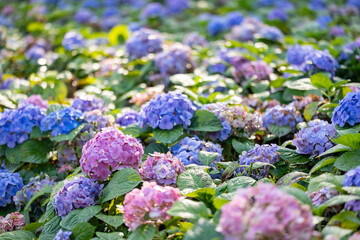 Hydrangea flowers in full bloom on the background for spring and summer English country cottage garden for perennial and annual plants