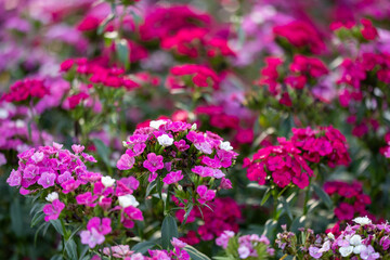Obraz premium Sweet william flowers in full bloom on the background for spring and summer English country cottage garden for perennial and annual plants