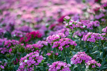 Sweet william flowers in full bloom on the background for spring and summer English country cottage garden for perennial and annual plants
