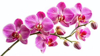 Obraz premium Blooming Pink Phalaenopsis Orchids Branches Isolated on White Background - Aerial View
