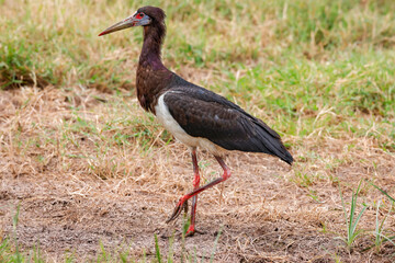 Abdim's Stork (Ciconia abdimii) - Ngorongoro Crater, TZ