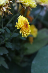 Beautiful Yellow red chrysanthemum flowers closeup in the winter garden, Close-up of Chrysanthemum flower, Field of the Yellow red Chrysanthemum, Beautiful Yellow red flower blooming in nature.