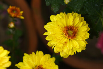 Obraz premium Beautiful Yellow red chrysanthemum flowers closeup in the winter garden, Close-up of Chrysanthemum flower, Field of the Yellow red Chrysanthemum, Beautiful Yellow red flower blooming in nature.