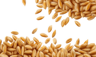 Mature yellow rice and wheat
