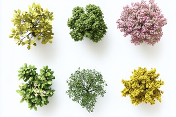 Overhead view of colorful trees on white background for landscape design