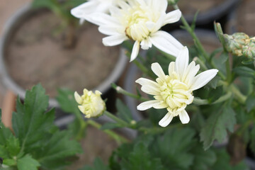 Beautiful white chrysanthemum flowers closeup in the winter garden, Close-up of Chrysanthemum flower, Field of the white Chrysanthemum, Beautiful white flower blooming in nature.