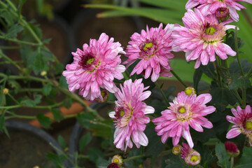 Beautiful Pink red chrysanthemum flowers closeup in the winter garden, Close-up of Chrysanthemum flower, Field of the Pink red Chrysanthemum, Beautiful Pink red flower blooming in nature