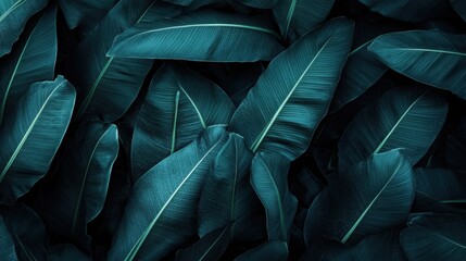 Fototapeta premium A close-up of a tropical banana leaf texture with natural green veins