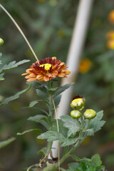 Beautiful red Orange chrysanthemum flowers closeup in the winter garden, Close-up of Chrysanthemum flower, Field of the red Orange Chrysanthemum, Beautiful red Orange flower blooming in nature.