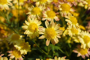 Obraz premium Beautiful red Orange chrysanthemum flowers closeup in the winter garden, Close-up of Chrysanthemum flower, Field of the red Orange Chrysanthemum, Beautiful red Orange flower blooming in nature.