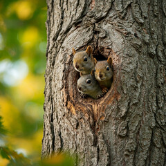 Obraz premium squirrel on a tree in a hollow