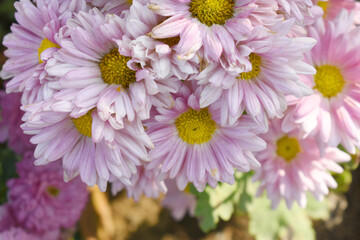 Beautiful Pink chrysanthemum flowers closeup in the winter garden, Close-up of Chrysanthemum flower, Field of the Pink Chrysanthemum, Beautiful Pink flower blooming in nature.