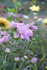 Fototapeta premium Beautiful Pink chrysanthemum flowers closeup in the winter garden, Close-up of Chrysanthemum flower, Field of the Pink Chrysanthemum, Beautiful Pink flower blooming in nature.