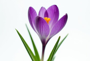 Fototapeta premium Vibrant purple crocus flower with orange stamen and green leaves, isolated on white background