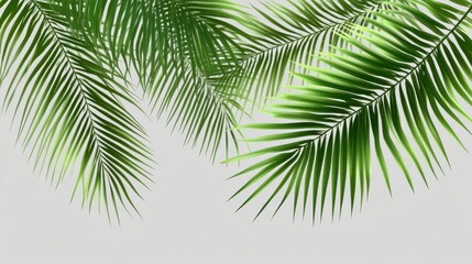 Lush Green Palm Leaves Isolated on Light Background for Design