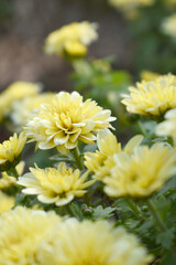 Obraz premium Beautiful Yellow chrysanthemum flowers closeup in the winter garden, Close-up of Chrysanthemum flower, Field of the Yellow Chrysanthemum, Beautiful Yellow flower blooming in nature.