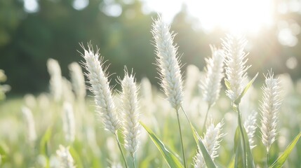 Sunlit wheat field, summer day, nature background, idyllic scene
