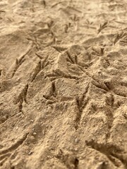 Closeup of chaotic bird footprints in sandy desert 