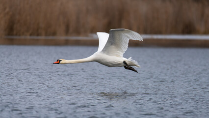 Flying swan over a calm lake in early spring