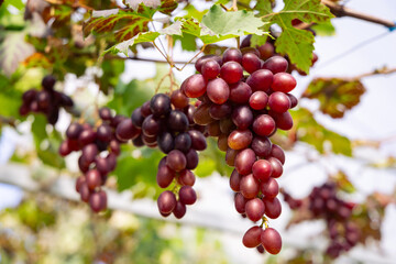 Bunch of grapes on a vine in the vineyard.