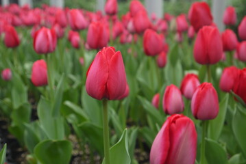 Obraz premium closeup blooming deep ruby-red tulips (Spryng Tide) growing in the greenhouse in spring