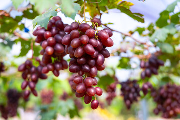 Bunch of grapes on a vine in the vineyard.