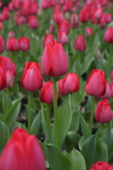 closeup bloomingtulips (Spryng Tide) growing in the greenhouse in spring, is intense raspberry-red with a silver sheen, morphing into deep ruby-red