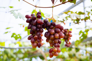 Bunch of grapes on a vine in the vineyard.