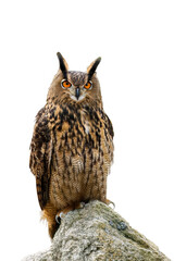 Owl isolated on white background. Eagle owl, Bubo bubo, perched on stone in autumn forest. Beautiful large owl with orange eyes. Bird of prey in natural habitat. Wildlife nature. Mountains area.