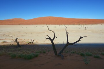Acanthoplus discoidalis (Cricket) in der Namib
