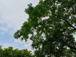 A bright summer forest with tall trees and a clear blue sky