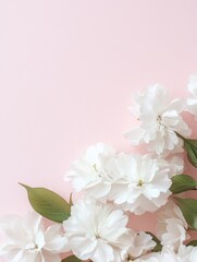 Fototapeta premium Delicate white flowers are arranged elegantly on a soft pink background, creating a serene and inviting atmosphere, Ideal for beauty, lifestyle, or wedding-themed projects,